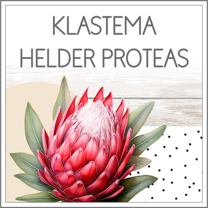 Klastema - Helder proteas