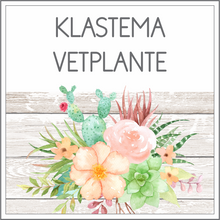 Load image into Gallery viewer, Intermediêre Klastema - Vetplante
